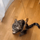 🐱 Keep Your Cat Happy & Active All Day 🐦✨