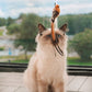 🐱 Keep Your Cat Happy & Active All Day 🐦✨