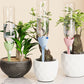 🌱💧 Adjustable Self-Watering Plant Spikes – Automatic Drip System for Potted Plants